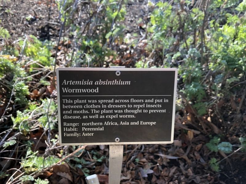 <i>Artemisia absinthium</i> Marker. Click for full size. <i>Artemisia absinthium</i> Marker image. Click for full size.
