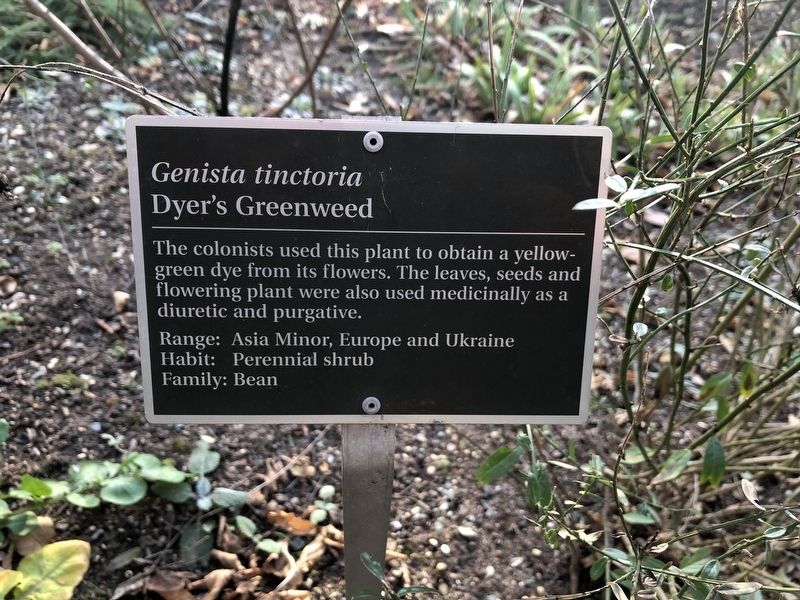<i>Genista tinctoria</i> Marker. Click for full size. <i>Genista tinctoria</i> Marker image. Click for full size.