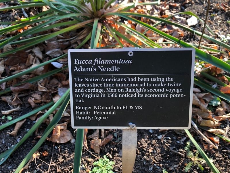 <i>Yucca filamentosa</i> Marker image. Click for full size.