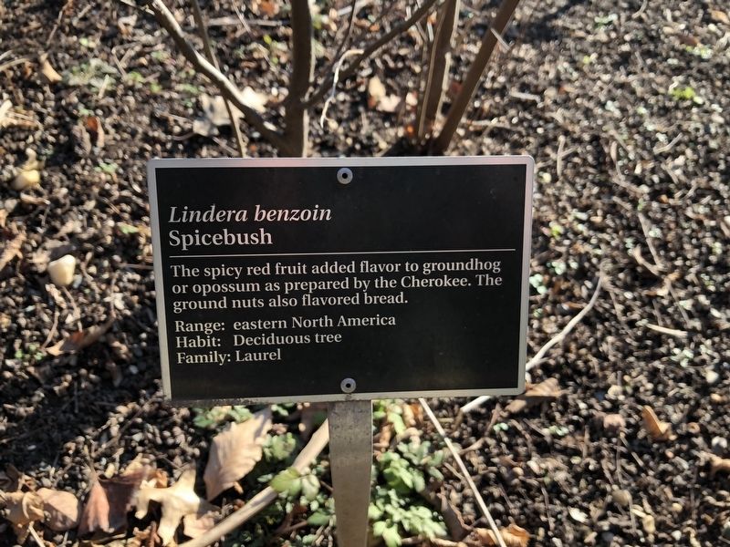 <i>Lindera benzoin</i> Marker. Click for full size. <i>Lindera benzoin</i> Marker image. Click for full size.