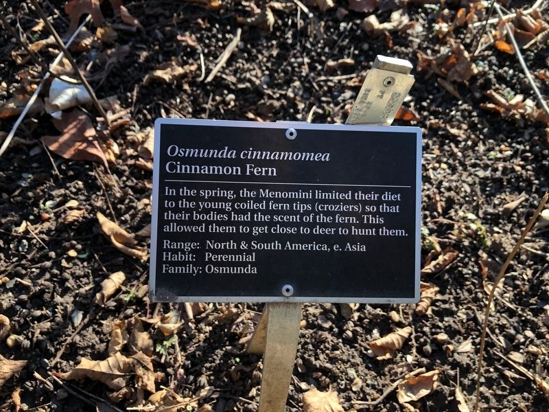 <i>Osmunda cinnamomea</i> Marker. Click for full size. <i>Osmunda cinnamomea</i> Marker image. Click for full size.