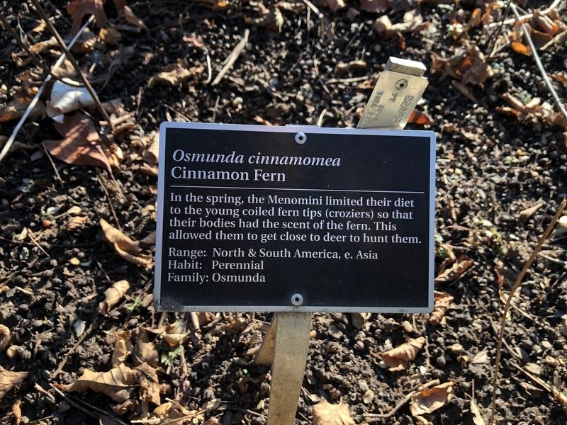 <i>Osmunda cinnamomea</i> Marker image. Click for full size.