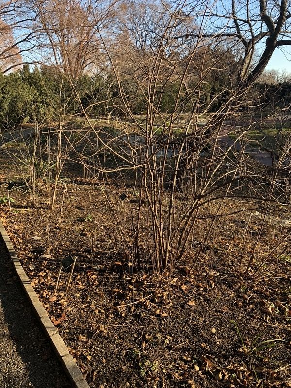 <i>Osmunda cinnamomea</i>. Click for full size. <i>Osmunda cinnamomea</i> image. Click for full size.
