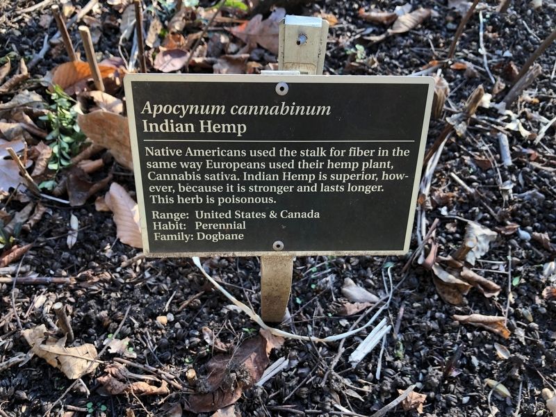 <i>Apocynum cannabinum</i> Marker image. Click for full size.