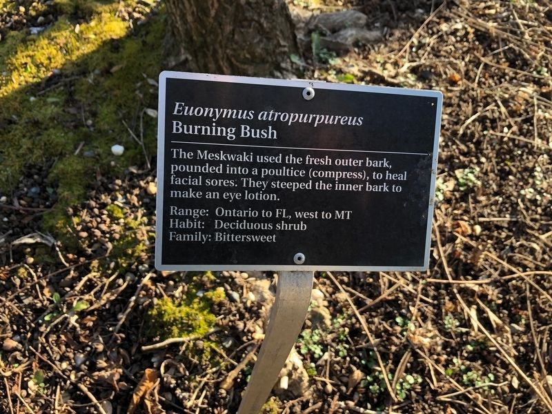 <i>Euonymus atropurpureus</i> Marker. Click for full size. <i>Euonymus atropurpureus</i> Marker image. Click for full size.
