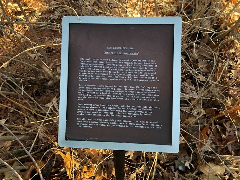 Dawn Redwood from China Marker. Click for full size. Dawn Redwood from China Marker image. Click for full size.
