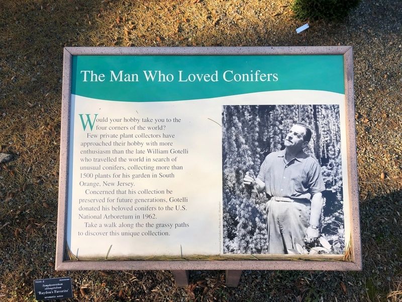 The Man Who Loved Conifers Marker. Click for full size. The Man Who Loved Conifers Marker image. Click for full size.
