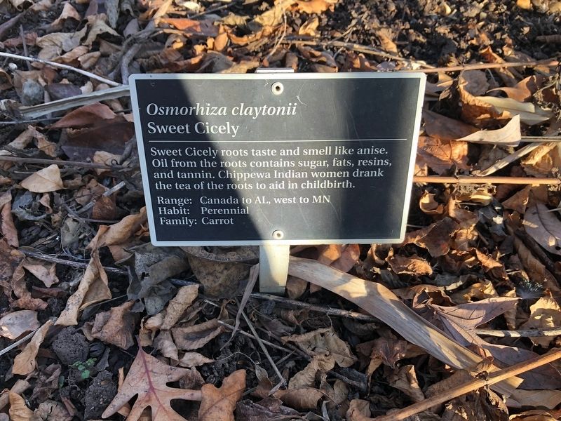 <i>Osmorhiza calytonii</i> Marker. Click for full size. <i>Osmorhiza calytonii</i> Marker image. Click for full size.