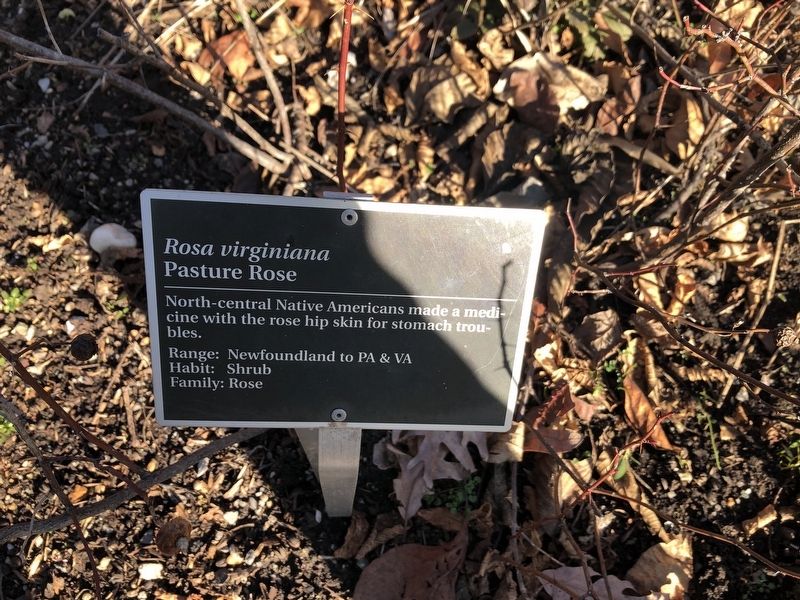 <i>Rosa virginiana</i> Marker image. Click for full size.