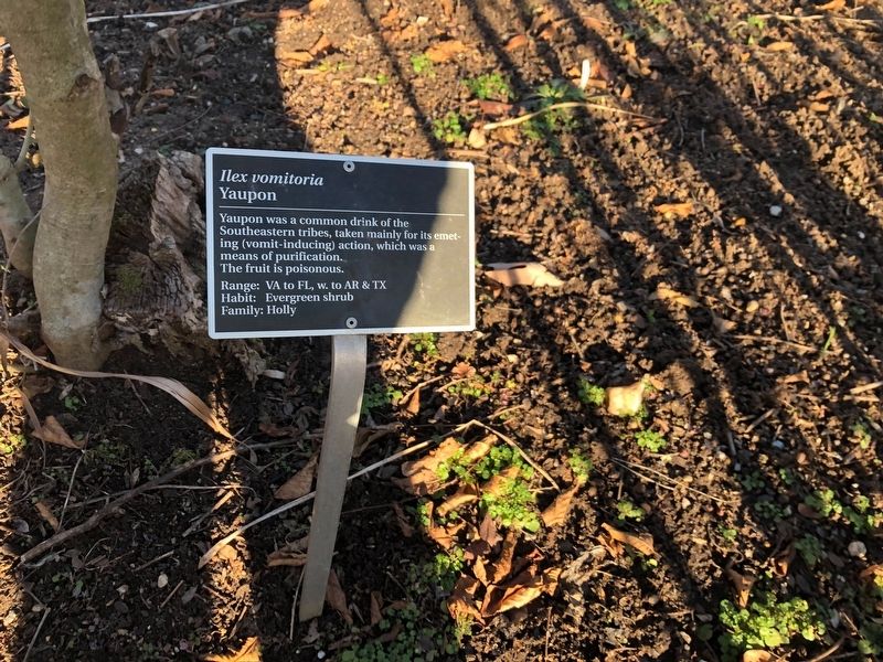 <i>Ilex vomitoria</i> Marker. Click for full size. <i>Ilex vomitoria</i> Marker image. Click for full size.
