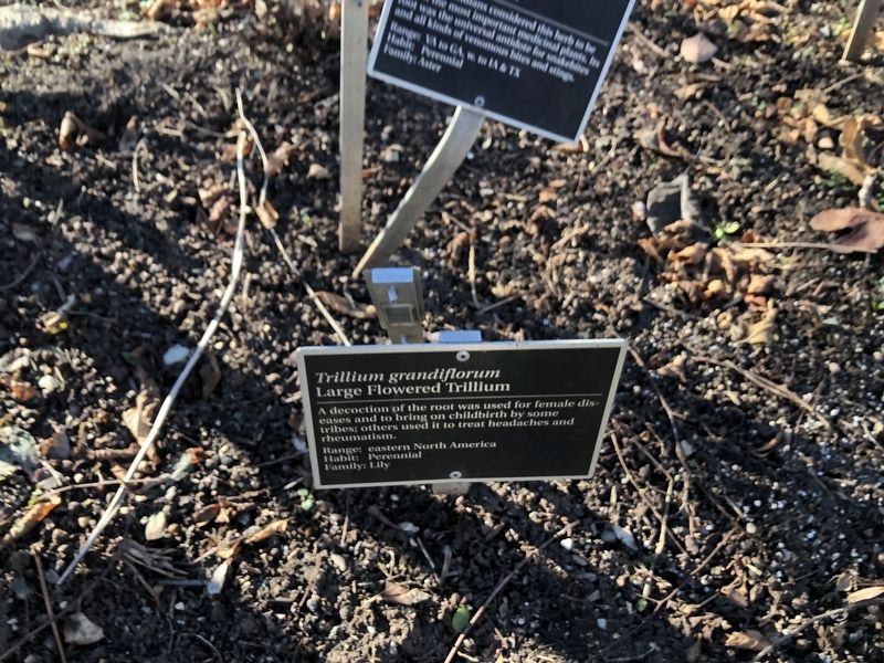 <i>Trillium grandiflorum</i> Marker. Click for full size. <i>Trillium grandiflorum</i> Marker image. Click for full size.