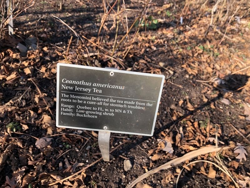 <i>Ceanothus americanus</i> Marker. Click for full size. <i>Ceanothus americanus</i> Marker image. Click for full size.