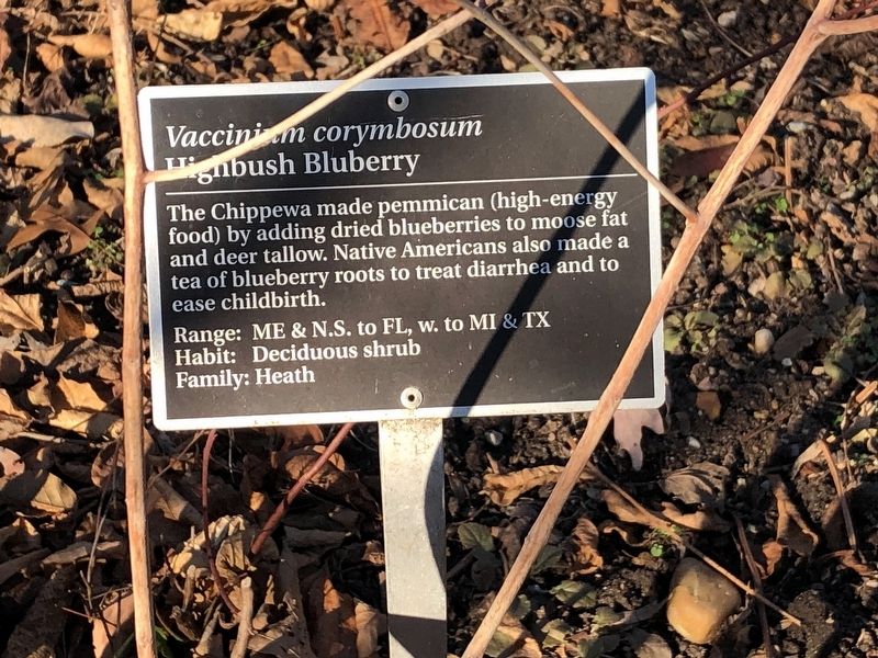 <i>Vaccinium corymbosum</i> Marker. Click for full size. <i>Vaccinium corymbosum</i> Marker image. Click for full size.