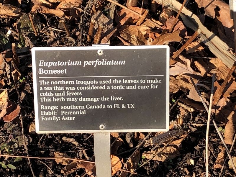 <i>Eupatorium purpureum</i> Marker image. Click for full size.