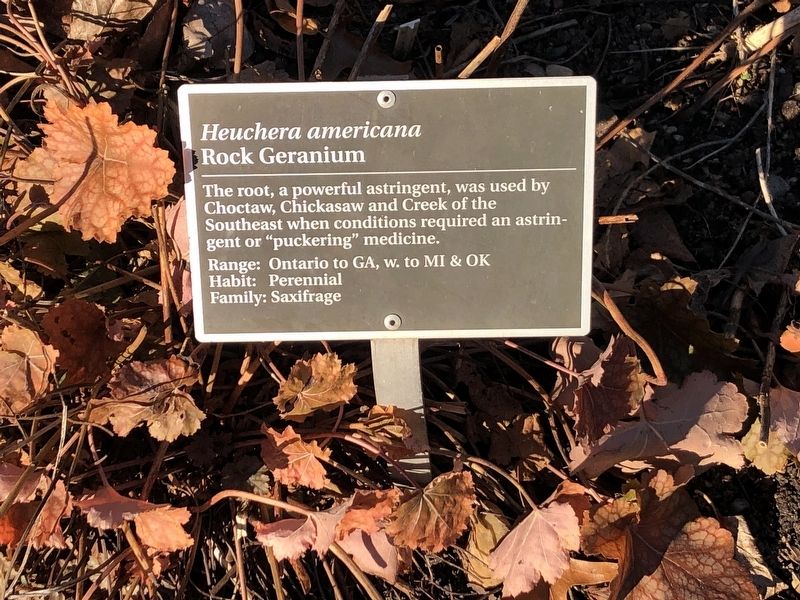 <i>Heuchera americana</i> Marker. Click for full size. <i>Heuchera americana</i> Marker image. Click for full size.