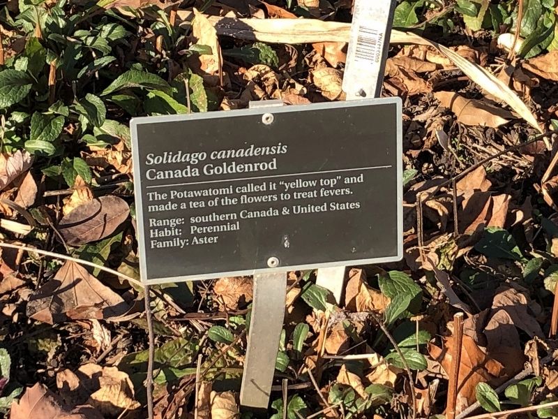 <i>Solidago canadensis</i> Marker. Click for full size. <i>Solidago canadensis</i> Marker image. Click for full size.