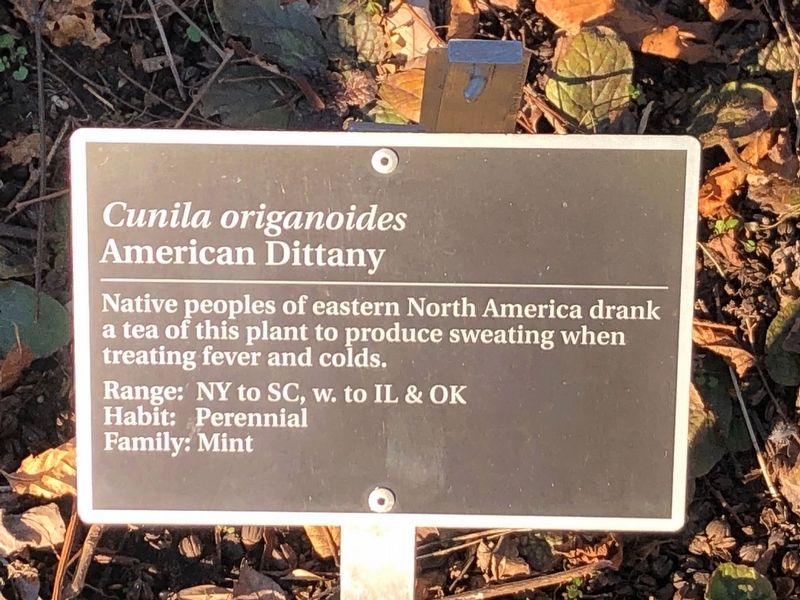 <i>Cunila origanoides</i> Marker. Click for full size. <i>Cunila origanoides</i> Marker image. Click for full size.