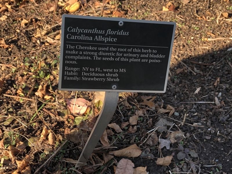 <i>Calycanthus floridus</i> Marker. Click for full size. <i>Calycanthus floridus</i> Marker image. Click for full size.