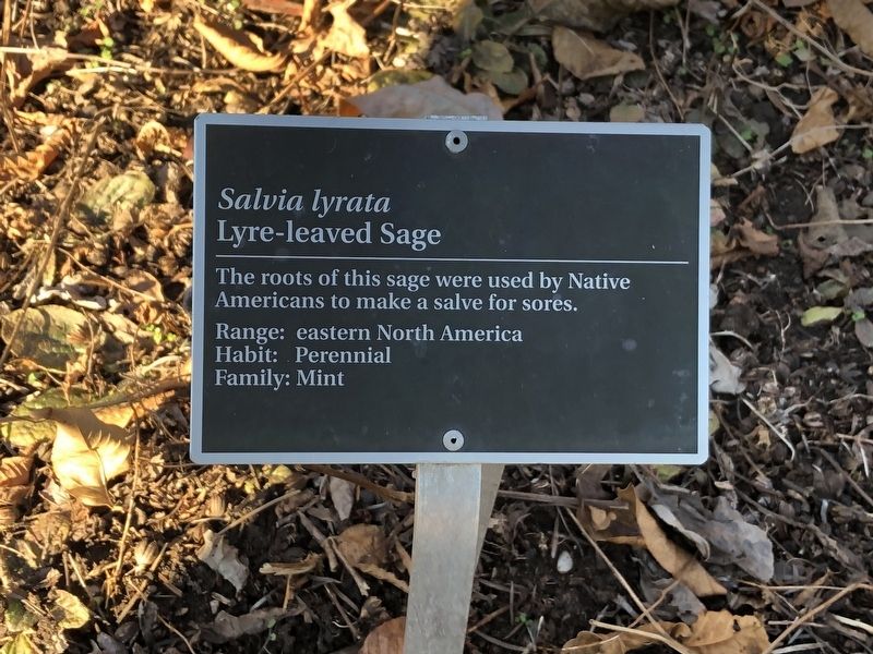 <i>Salvia lyrata</i> Marker image. Click for full size.