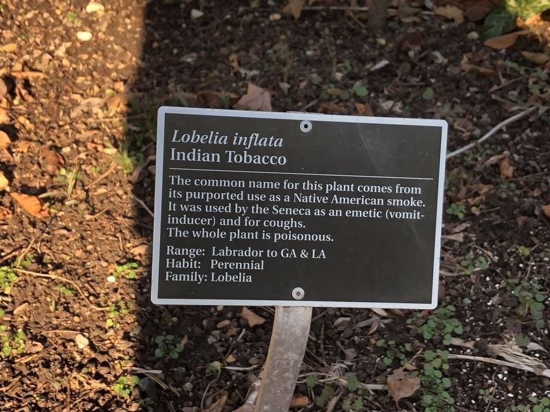 <i>Lobelia inflata</i> Marker image. Click for full size.