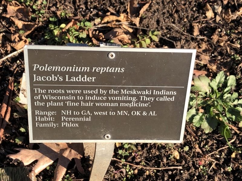 <i>Polemonium reptans</i> Marker. Click for full size. <i>Polemonium reptans</i> Marker image. Click for full size.