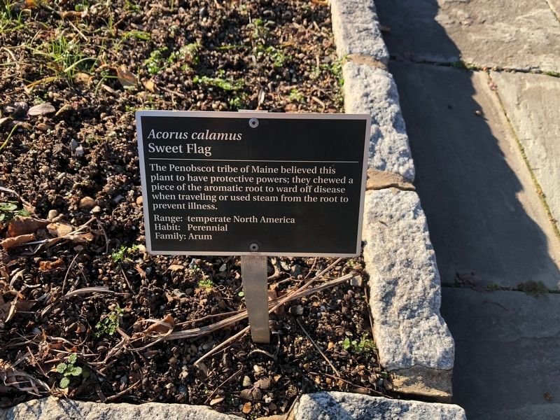 <i>Acorus calamus</i> Marker. Click for full size. <i>Acorus calamus</i> Marker image. Click for full size.