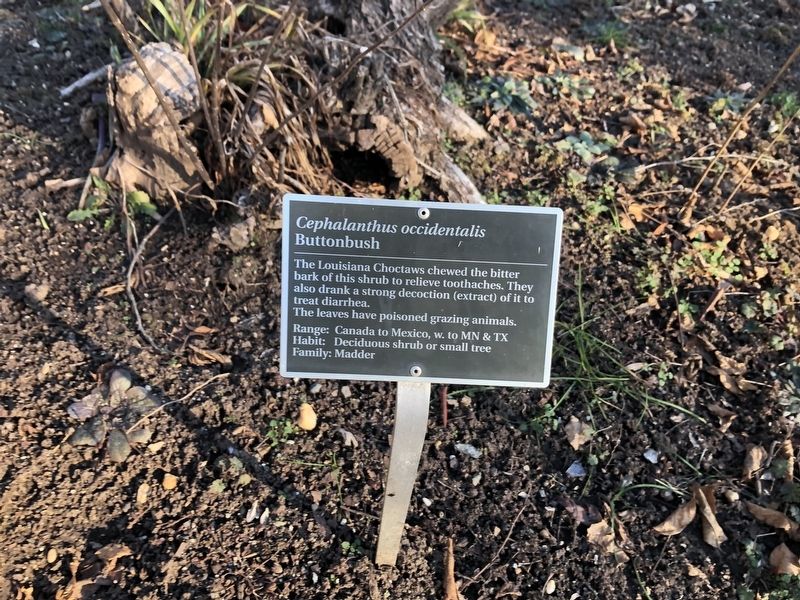 <i>Cephalanthus occidentalis</i> Marker image. Click for full size.