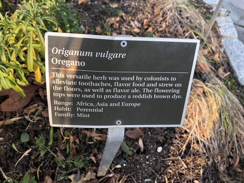 <i>Origanum vulgare</i> Marker image. Click for full size.