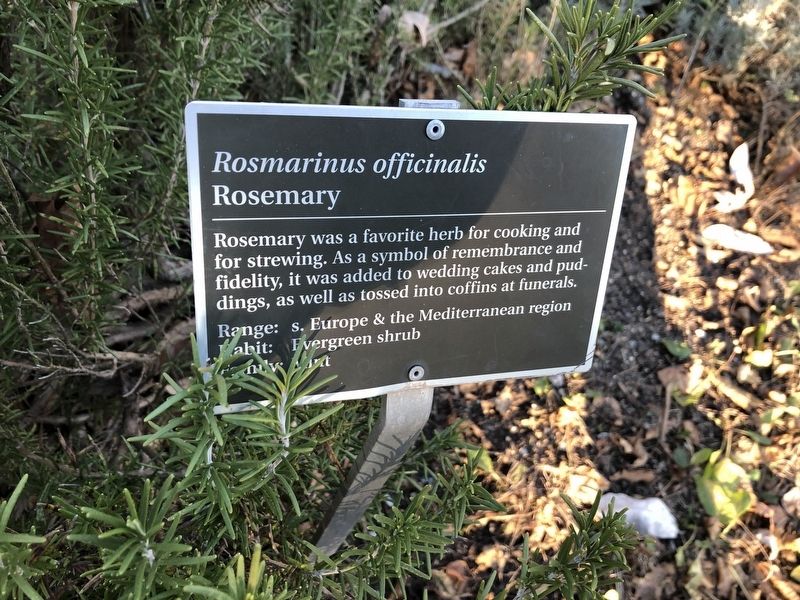 <i>Rosmarinus officinalis</i> Marker. Click for full size. <i>Rosmarinus officinalis</i> Marker image. Click for full size.