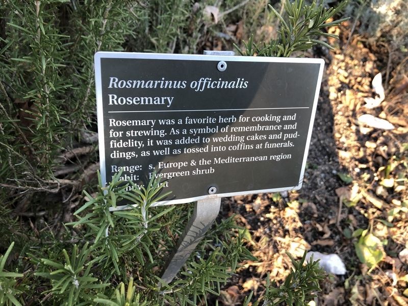 <i>Rosmarinus officinalis</i> Marker image. Click for full size.