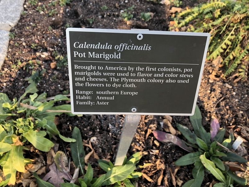 <i>Calendula officinalis</i> Marker image. Click for full size.