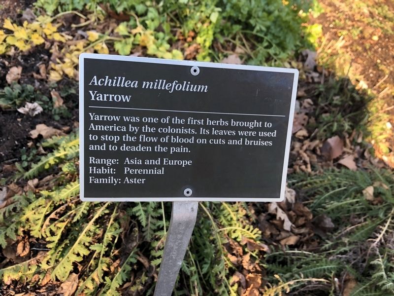 <i>Achillea millefolium</i> Marker. Click for full size. <i>Achillea millefolium</i> Marker image. Click for full size.