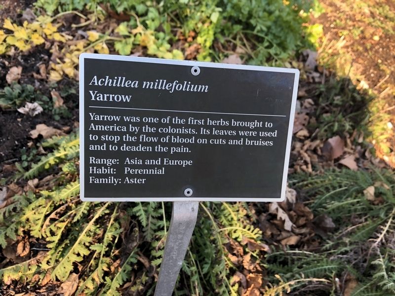 <i>Achillea millefolium</i> Marker image. Click for full size.