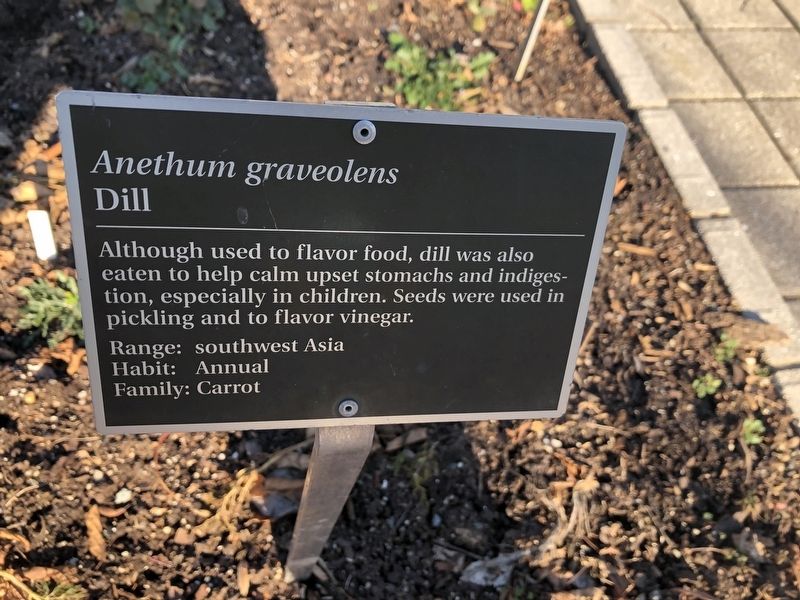 <i>Anethum graveolens</i> Marker. Click for full size. <i>Anethum graveolens</i> Marker image. Click for full size.