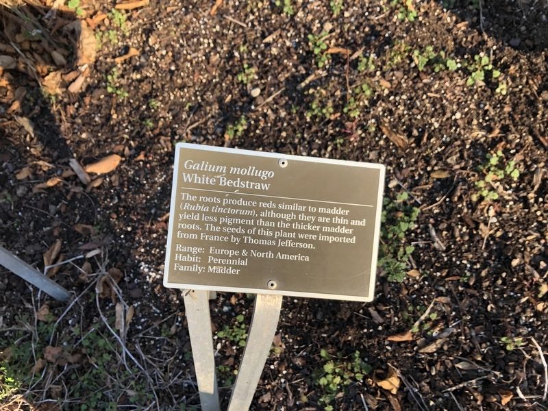<i>Galium mollugo</i> Marker. Click for full size. <i>Galium mollugo</i> Marker image. Click for full size.