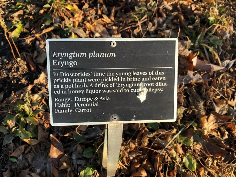 <i>Eryngium planum</i> Marker. Click for full size. <i>Eryngium planum</i> Marker image. Click for full size.