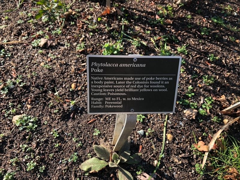 <i>Phytolacca americana</i> Marker. Click for full size. <i>Phytolacca americana</i> Marker image. Click for full size.