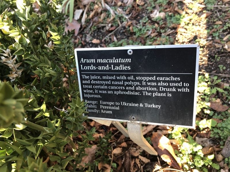 <i>Arum maculatum</i> Marker. Click for full size. <i>Arum maculatum</i> Marker image. Click for full size.