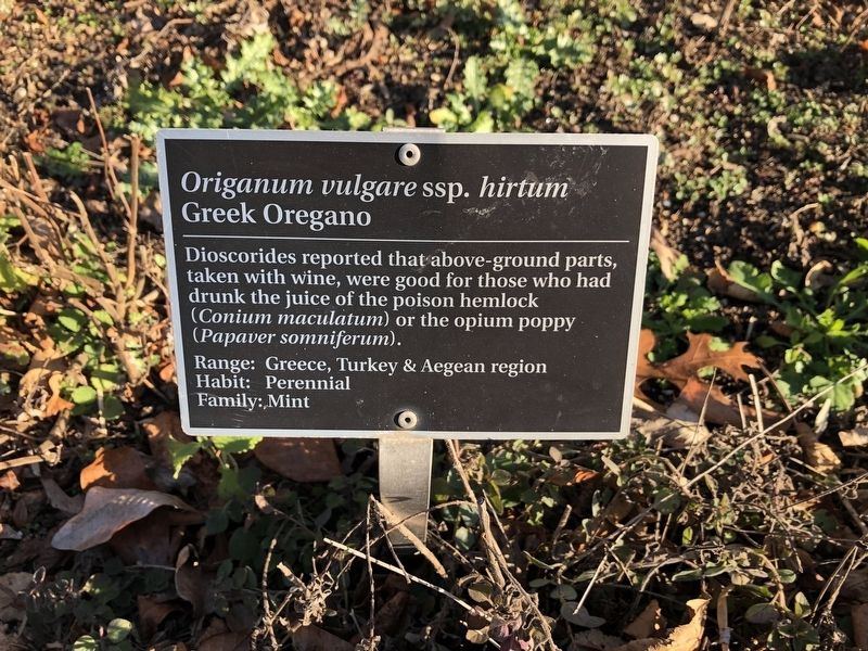 <i>Origanum vulgare</i> ssp. <i>hirtum</i> Marker image. Click for full size.