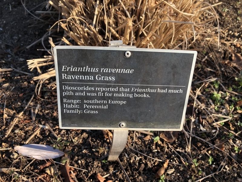 <i>Erianthus ravennae</i> Marker image. Click for full size.