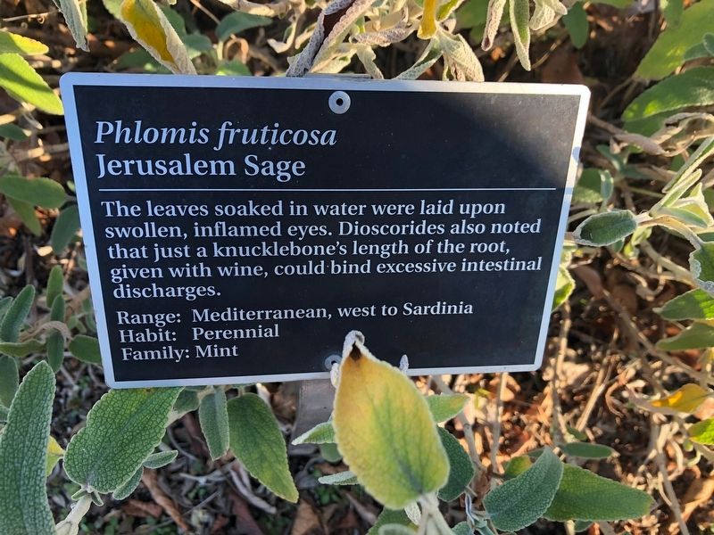 <i>Phlomis fruticosa</i> Marker image. Click for full size.