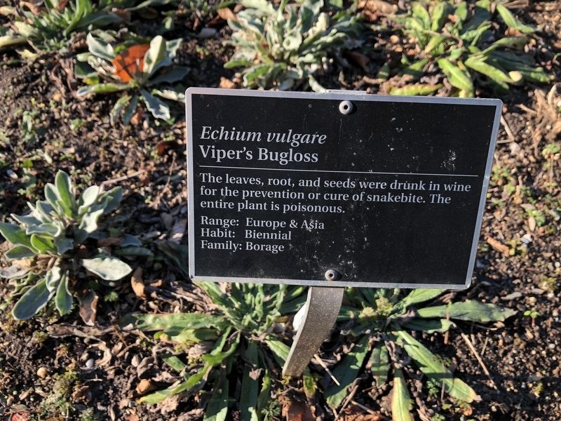 <i>Echium vulgare</i> Marker image. Click for full size.