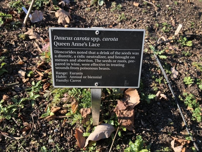 <i>Daucus carota</i> spp. <i>carota</i> Marker image. Click for full size.