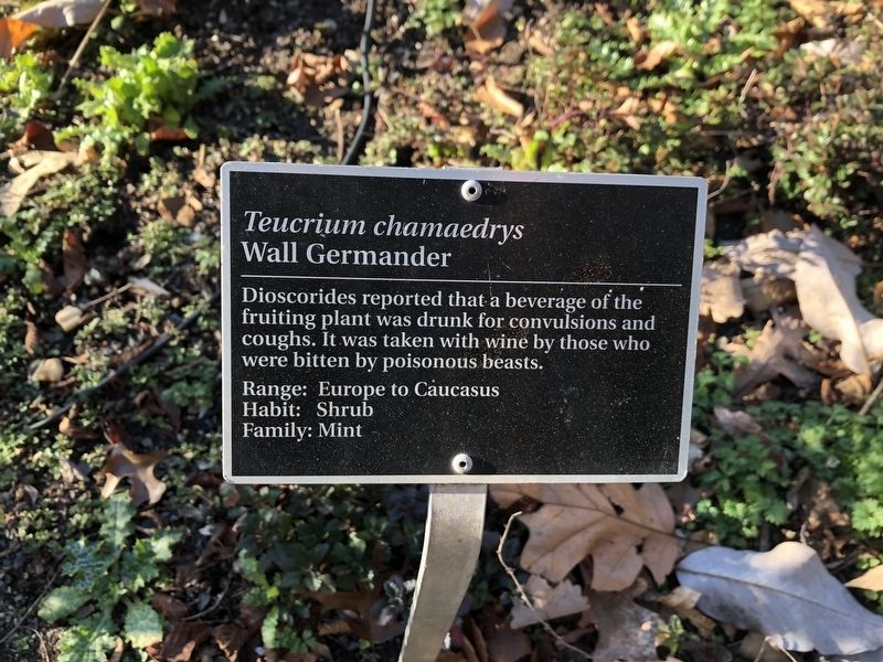 <i>Teucrium chamaedrys</i> Marker image. Click for full size.
