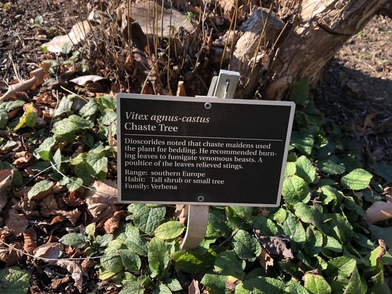 <i>Vitex agnus-castus</i> Marker. Click for full size. <i>Vitex agnus-castus</i> Marker image. Click for full size.