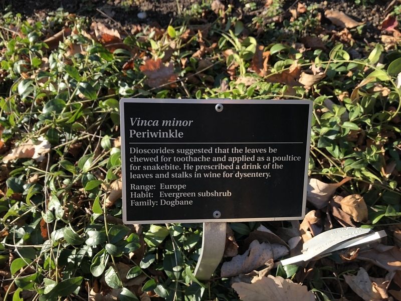 <i>Vinca minor</i> Marker. Click for full size. <i>Vinca minor</i> Marker image. Click for full size.