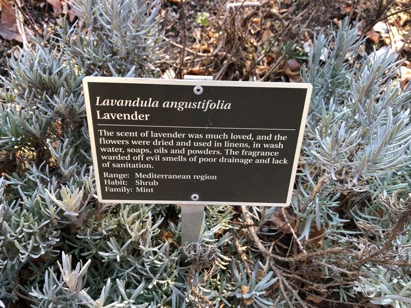 <i>Lavandula angustifolia</i> Marker. Click for full size. <i>Lavandula angustifolia</i> Marker image. Click for full size.