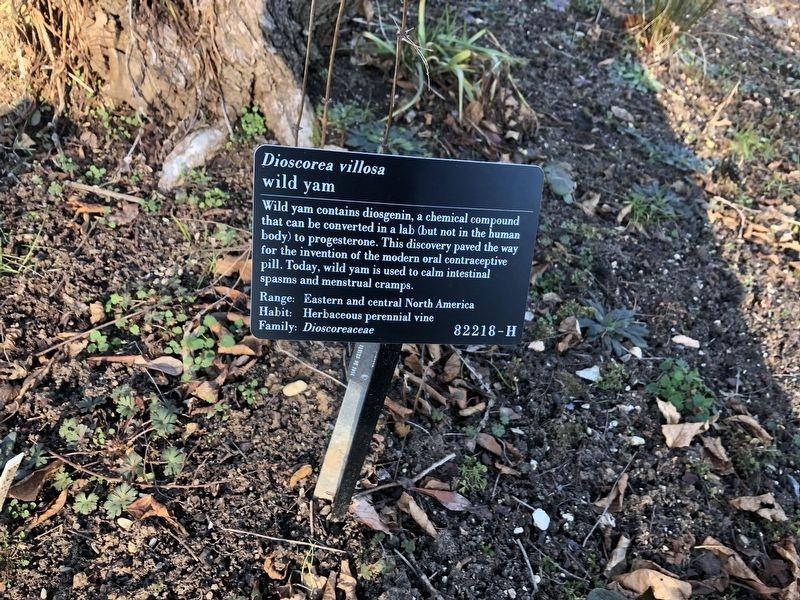 <i>Dioscorea villosa</i> Marker. Click for full size. <i>Dioscorea villosa</i> Marker image. Click for full size.