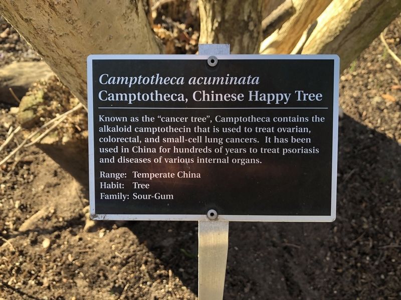 <i>Camptotheca acuminata</i> Marker image. Click for full size.