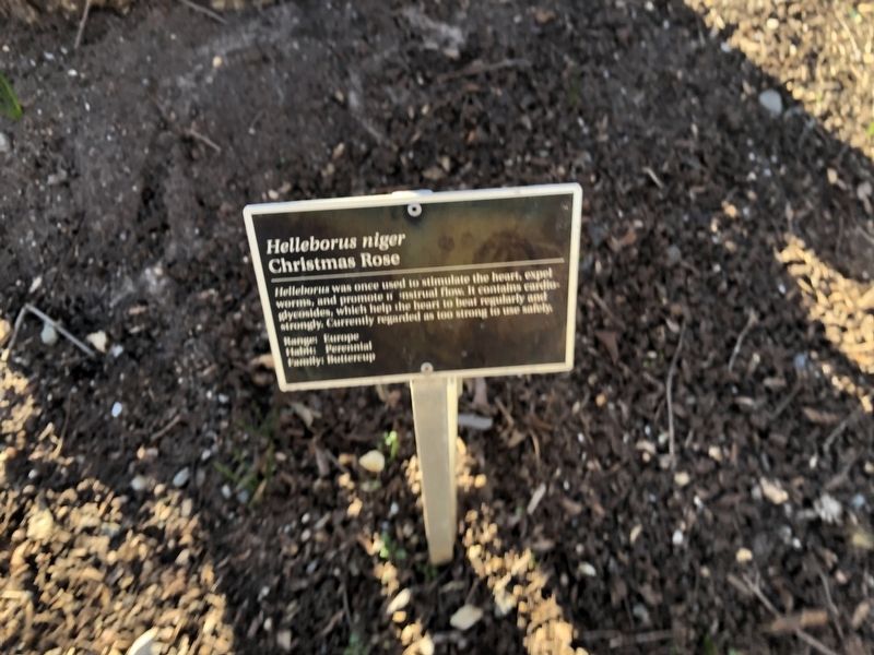 <i>Helleborus niger</i> Marker image. Click for full size.